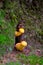 Yellow Mushrooms, Hallucinogen, Blur Effect, Seasonal Ingredients, Forest Ground, Poison