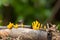 Yellow mushrooms on a log in the rainy season.