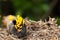 Yellow mushrooms on a log in the rainy season.