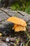 Yellow mushrooms next to dry wood trunk