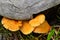 Yellow mushrooms next to dry wood trunk