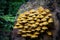 Yellow Mushrooms Pholiota Adiposa On Dying Tree