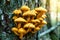Yellow mushrooms Pholiota aurivella grow from a tree. Edible mushrooms.