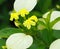 Yellow Mussaenda flower plant