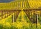 Yellow Mustard bloom in Napa, California