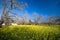 Yellow Mustard bloom in Sonoma, California.