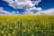 Yellow mustard blossoms under a blue cloudy sky. Bright juicy colors