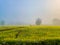 yellow mustard field in the early morning