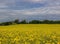 Yellow mustard field, white clouds in the sky