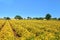 Yellow mustard fields in India