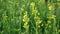 Yellow mustard flower field in India. The Mustard flower field is fully blooming