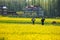 Yellow mustard flower field in srinagar, jammu, kashmir, india