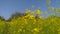 Yellow mustard flower images, flowers close field