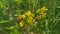 Yellow mustard flower images, Nature stock photo