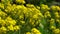 Yellow mustard flowers, in the afternoon, no people