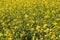 Yellow Mustard flowers in field is full blooming looking beautiful and colorful. India