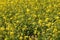 Yellow Mustard flowers in field is full blooming looking beautiful and colorful. India