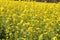 Yellow Mustard flowers in field is full blooming looking beautiful and colorful. India