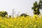 Yellow Mustard flowers in field is full blooming looking beautiful and colorful. India