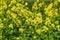 Yellow Mustard Flowers field - Sinapis Alba