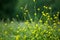 Yellow mustard flowers on green field blurred background close up, brassica plant flowers macro, brassica rapa, juncea or napus