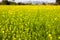 Yellow mustard flowers in a mustard farm green. Sarson saag farm in day time