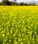 Yellow mustard flowers in a mustard farm green. Sarson saag farm in day time