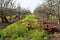 Yellow mustard and old farm equipment in the rows of bare apple trees.