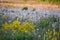 Yellow Mustard Weed, Wildflower Plants Side of Road