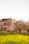 Yellow nanohana fields and flowering trees covering the hillside,Hanamiyama Park,Fukushima,Tohoku,Japan.