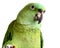 Yellow nape amazon parrot eating walnut