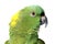 Yellow Nape Amazon Parrot on White