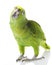 Yellow-naped Amazon Parrot