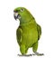 Yellow-naped parrot (6 years old), isolated