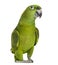 Yellow-naped parrot (6 years old), isolated