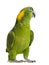 Yellow-naped parrot looking back (6 years old)