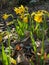Yellow Narcis flowers blooming under sunlight with dry fall leaves on ground