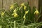 Yellow narcis flowers with rain drops