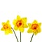 Yellow narcissus