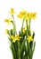 Yellow narcissus