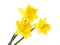 Yellow narcissus