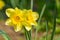 Yellow narcissus bloomed