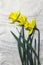 Yellow narcissus in book. spring beauty flower. gift card