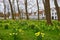 Yellow narcissus in Brugge Beguinage