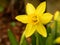 Yellow narcissus, daffodil in the garden