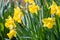 Yellow Narcissus - daffodil on a green background