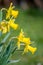 Yellow Narcissus - daffodil on a green background