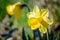 Yellow Narcissus - daffodil on a green background