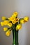 Yellow narcissus daffodil, jonquil