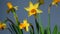 Yellow narcissus or daffodils on blue background